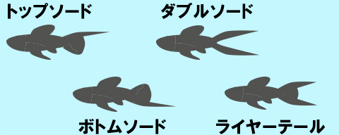 グッピーのソードテールタイプ