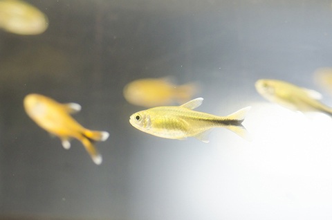 シルバーチップテトラってどんな熱帯魚?