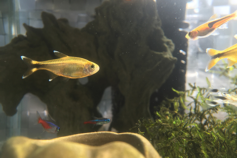 シルバーチップテトラってどんな熱帯魚?