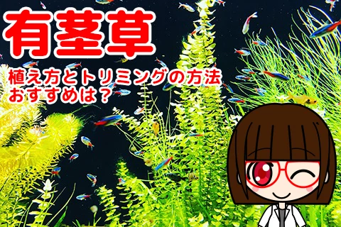 【有茎草】植え方とトリミングの方法・おすすめは?