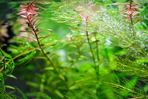 有茎草の特徴