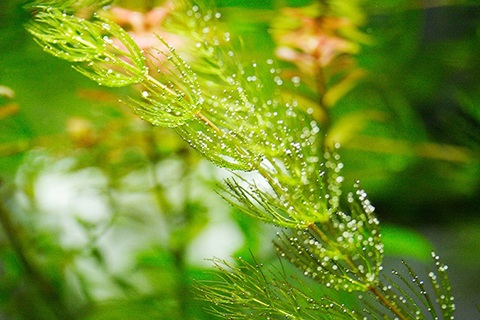 有茎草を育てるコツは?