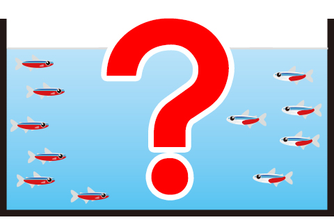 熱帯魚達への影響は?