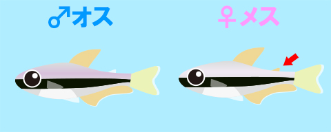 インパイクティス・ケリーの繁殖