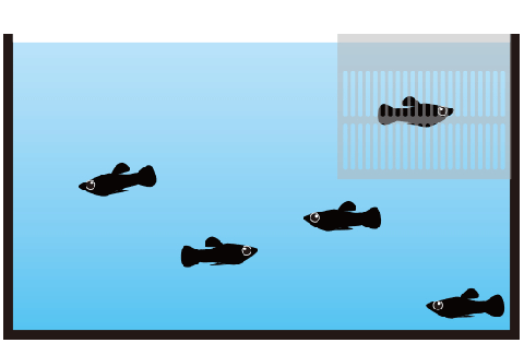 隔離しての稚魚の育て方1