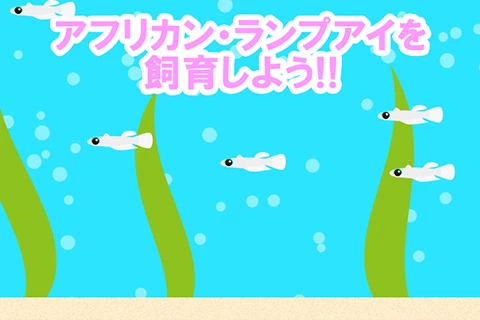 アフリカン・ランプアイを飼育しよう!!