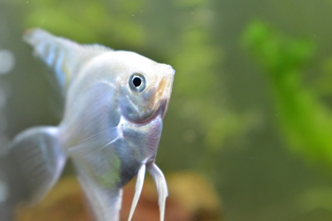 酸欠による鼻上げ