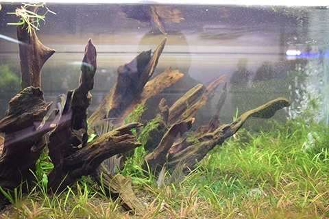 流木って自分でも作れるの？