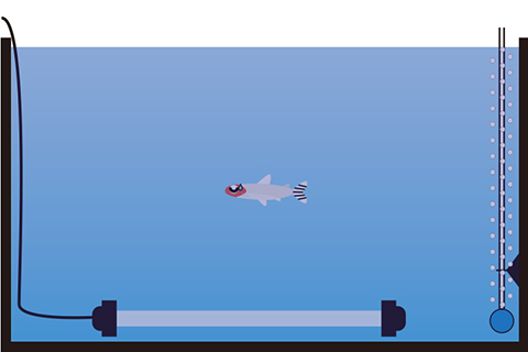 隔離水槽のセッティング方法【完全ガイド】