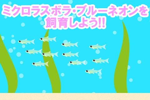 ミクロラスボラ・ブルーネオンを飼育しよう!!