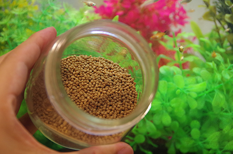 餌やりは1日2回!!