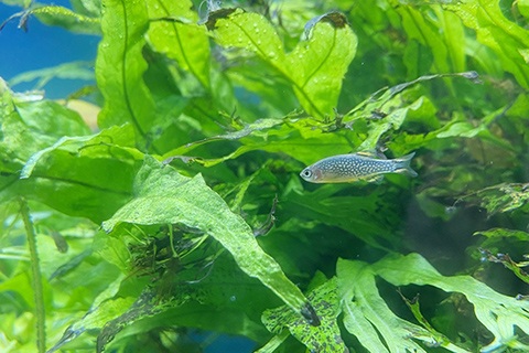 ミクロラスボラ・ハナビのまとめ