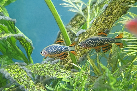 ミクロラスボラ・ハナビの繁殖