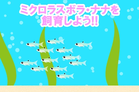 ミクロラスボラ・ナナを飼育しよう!!