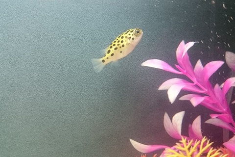 ミドリフグ飼育のコツ・注意点は？