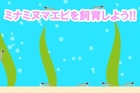 ミナミヌマエビを飼育しよう