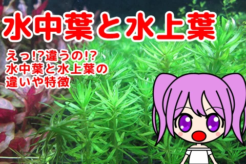 えっ!?違うの!?水中葉と水上葉の違いや特徴