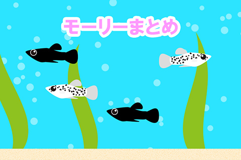 モーリーまとめ