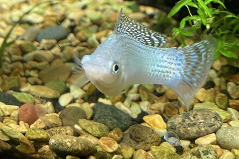 モーリーはお掃除屋さん？