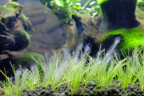 コケが進入してくる経路はどこ？