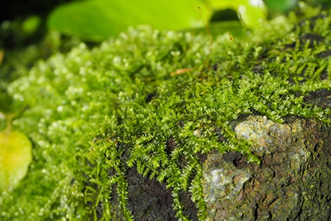 コケ・モス類まとめ