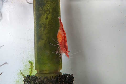 コケの出にくい環境作り