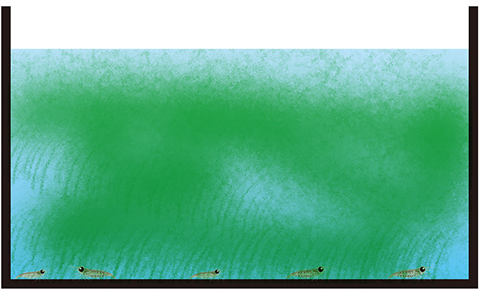 アオミドロ・糸状コケ、とろろコケ