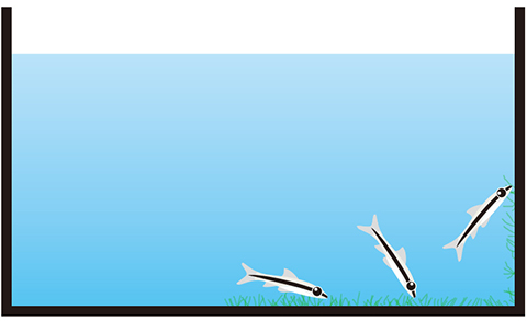 ヒゲ状コケ・糸状藻・ハケ状藻・房状藻