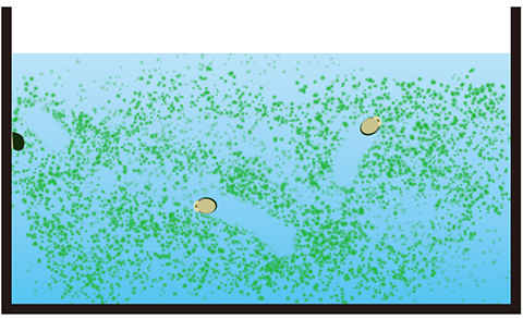 斑点状コケ・スポット状コケ