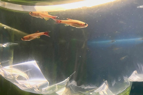 私がやってる水合わせの方法