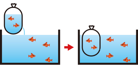 私がやってる水合わせの方法2