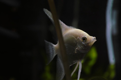 鼻上げの原因は大きく2つ