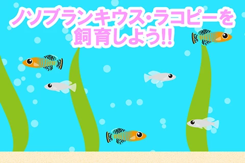 ノソブランキウス・ラコビーを飼育しよう!!