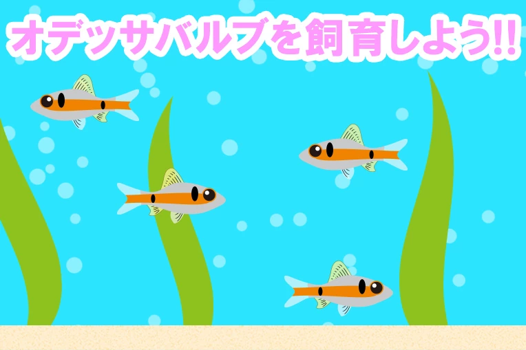 オデッサバルブを飼育しよう!!