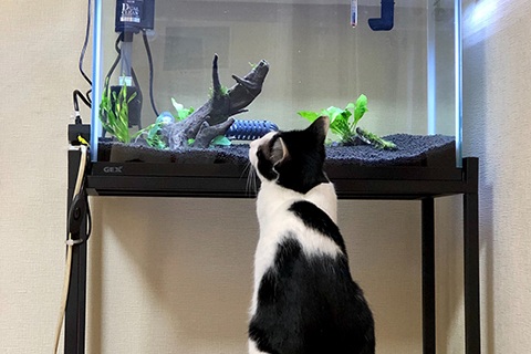 番外編!!猫に飲んでもらう!?