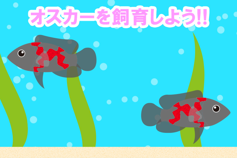 オスカーを飼育しよう!!