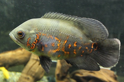 オスカーってどんな熱帯魚?