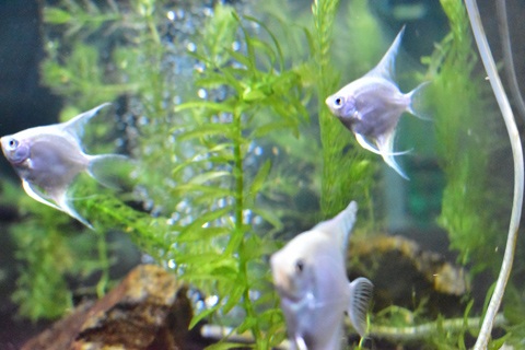 エラ病による鼻上げ