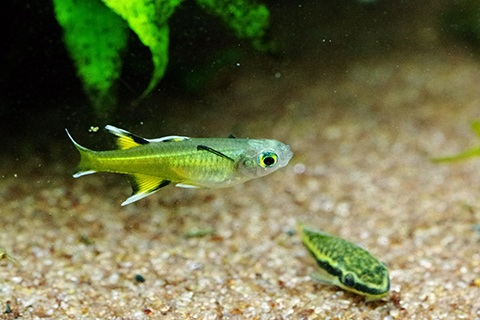 サザンブルーアイレインボーまとめ