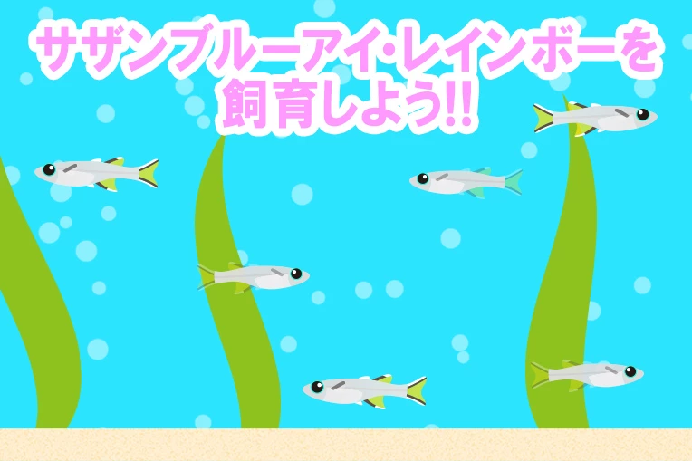 サザンブルーアイ・レインボーを飼育しよう!!