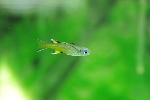 サザンブルーアイ・レインボーってどんな熱帯魚？