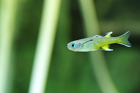 水流のある環境が好み!?活発に泳ぐ熱帯魚