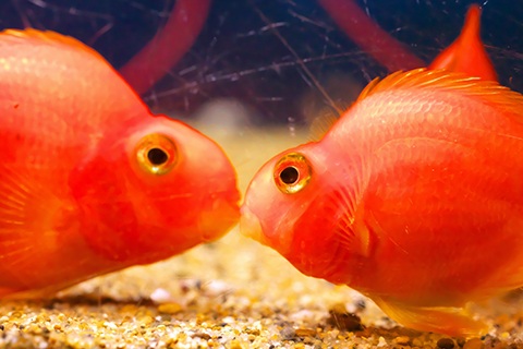 パロットファイヤーの繁殖