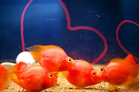 パロットファイヤーのまとめ