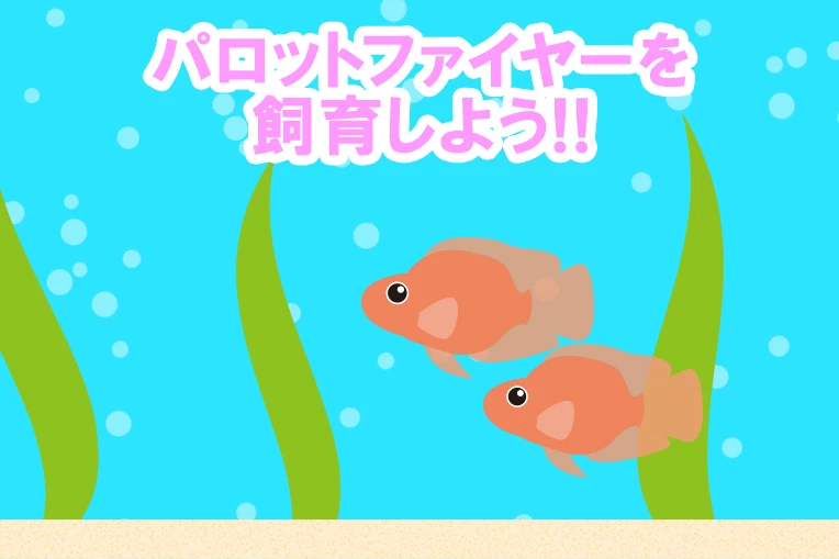 パロットファイヤーを飼育しよう!!