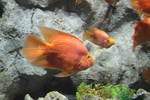 パロットファイヤーってどんな熱帯魚？