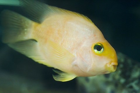 パロットファイヤーの色揚げ