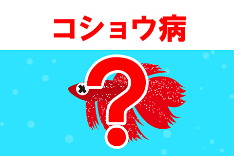 熱帯魚がコショウ病になるとどうなる？症状は？