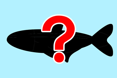 パイロットフィッシュの選び方