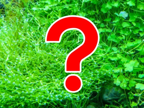 水草ってなに？